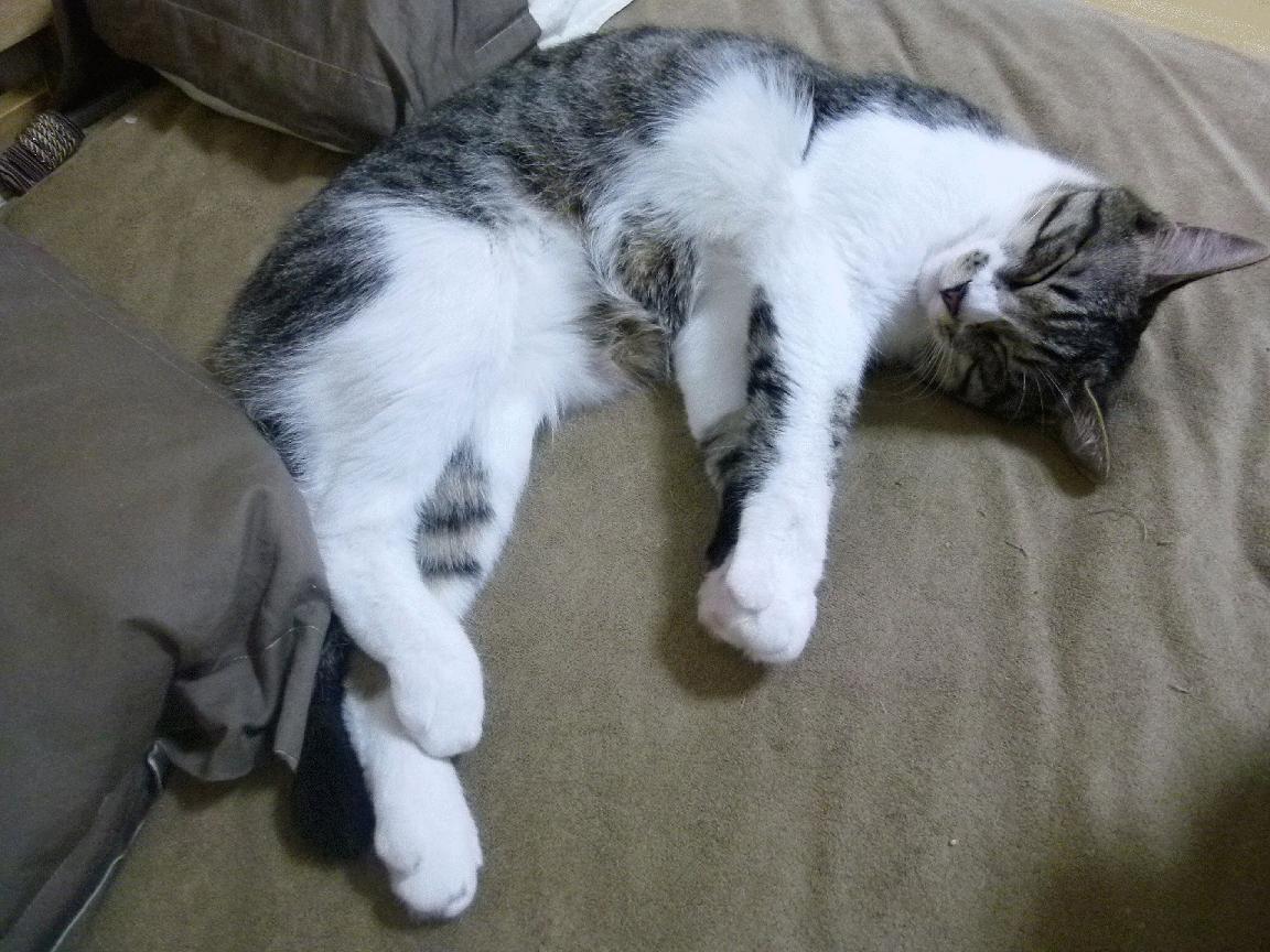 西亚卡姆48分超神之夜！西决生死战打出封神一战，单骑救主彰显巨星本色