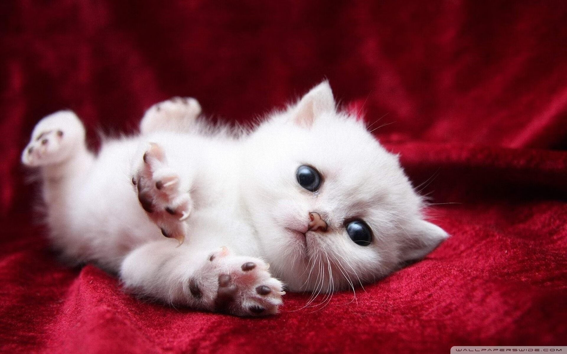 无名的基石,顶级的胜利,坎特的无声制胜法则