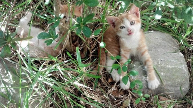 当孟菲斯遇见墨西哥城,一场硬仗与一场接管
