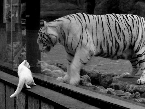 爆发之星与突围之师，福克斯与独行侠的关键战传奇