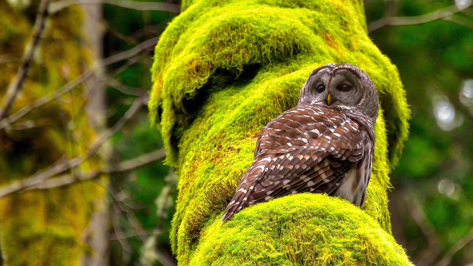 布伦森上演关键先生戏码，太阳主场力克篮网稳固排位