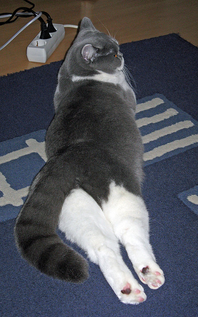 三国演绎下的绿茵独白，美加墨世界杯之夜，基耶萨成为唯一主角