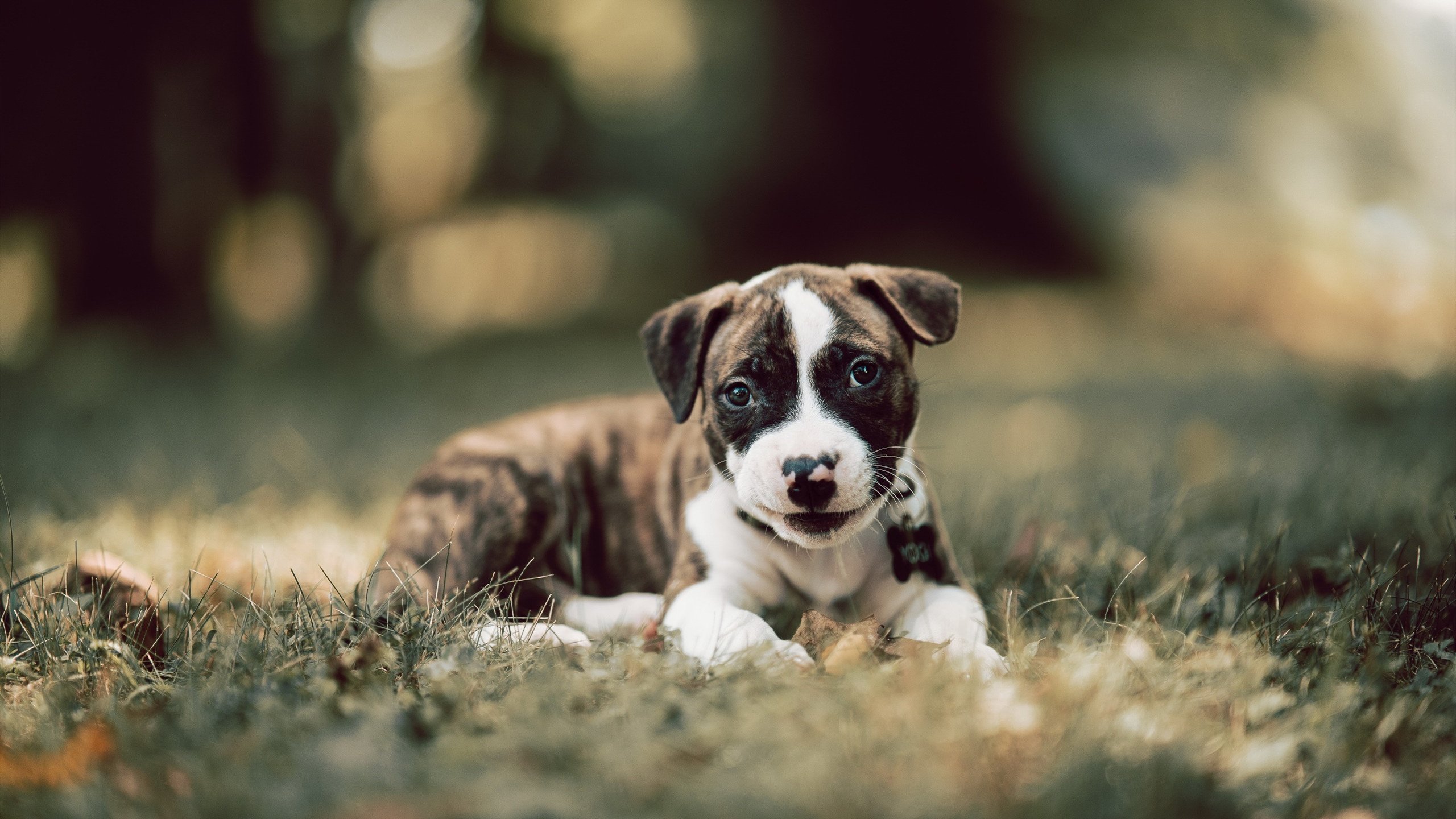 开云体育APP下载-年度焦点之战，勇士用最熟悉的方式，稳稳收割鹈鹕，抢下那张珍贵的季后赛门票