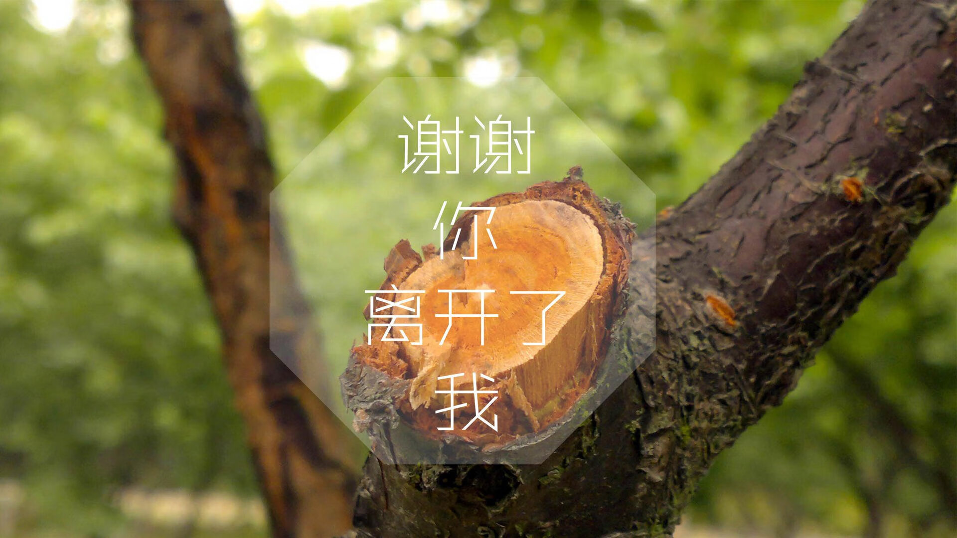 太极虎的复仇之爪，2002记忆重现，韩国以控球革命终结葡萄牙黄金一代